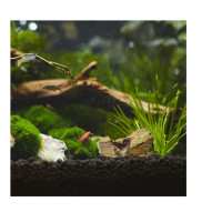 Aquavitro aquasolum™ black humate 2 kg соил для аквариумов с растениями и креветками