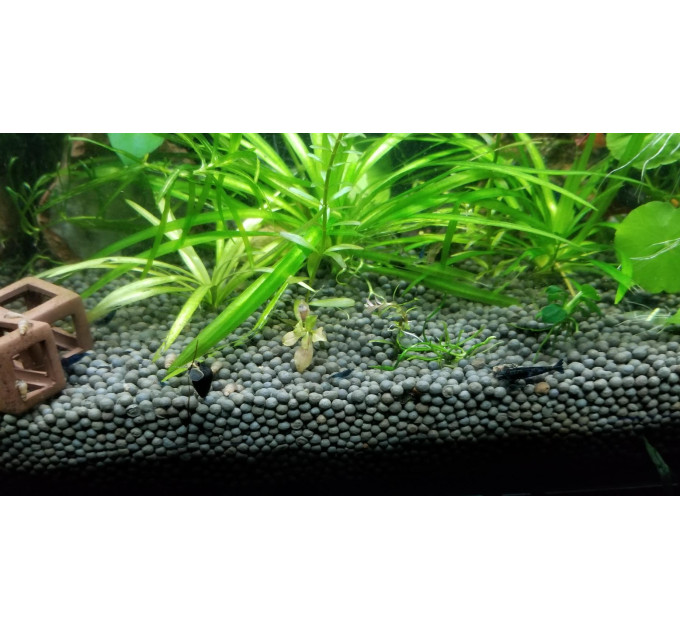 CaribSea Samurai Soil 1,58kg грунт для акваріумів з креветками та рослинами