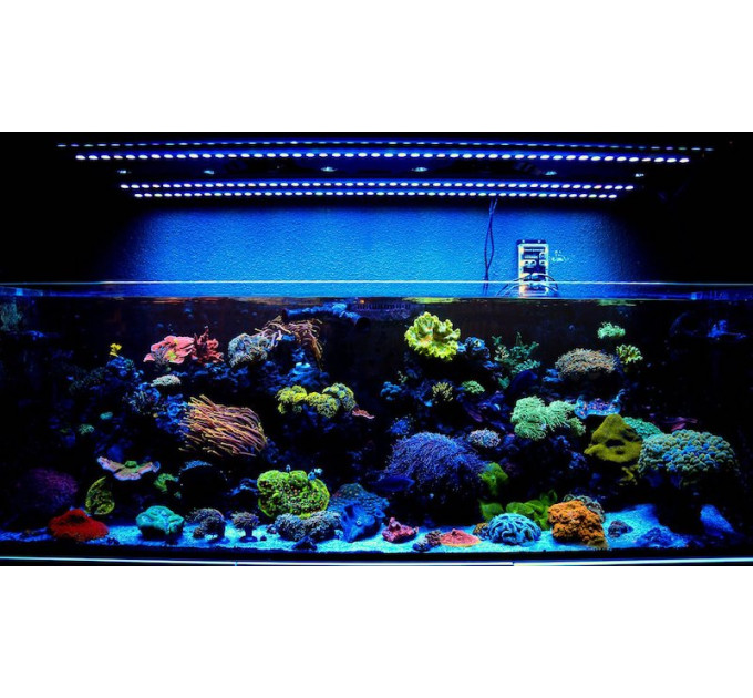 NicoBAR Blue Pop 24"