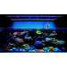NicoBAR Blue Pop 24"