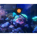 FLIPPER DEEPSEE VIEWER 4" лупа на магните для наблюдения за аквариумом