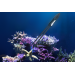 Maxspect Coral Tweezers акваріумний пінцет
