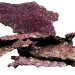 Real Reef Rock Shelf Rock (1kg) биологически активный рифовый камень ручного изготовления