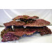 Real Reef Rock Shelf Rock (1kg) биологически активный рифовый камень ручного изготовления