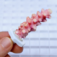 Seachem Coral Plugs (12 шт.) плашки для кораллов